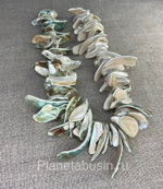 Перламутр (ракушка) 1695