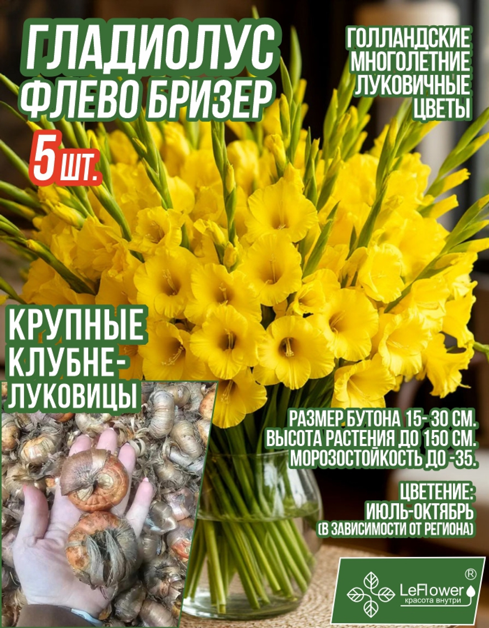 Гладиолус Луковица, Флево Бризер, крупные, 5шт