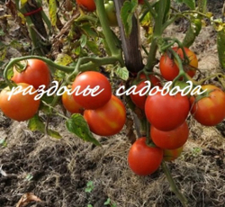Томат детерминантный Ирина (цена за 6шт)