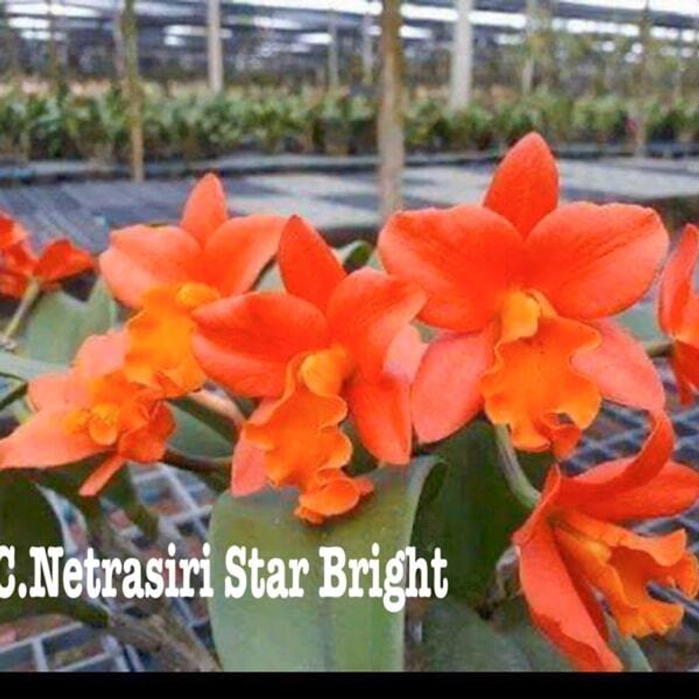 Орхидея каттлея C. NETRASIRI STAR BRIGHT