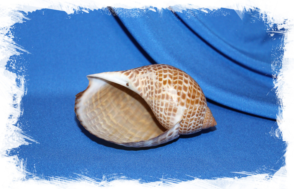 Ракушка Тонна пердикс (Tonna perdix), Тонна куропатка купить