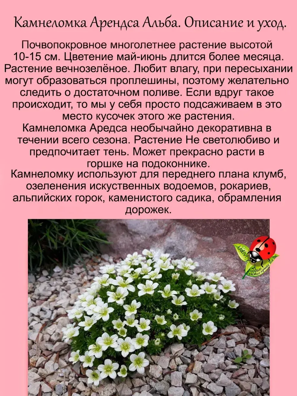 Камнеломка Арендса Альба