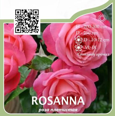 Роза плетистая "Rosanna"