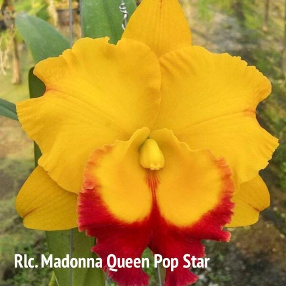 Орхидея ринхолелиокаттлея RLC. MADONNA QUEEN POP STAR