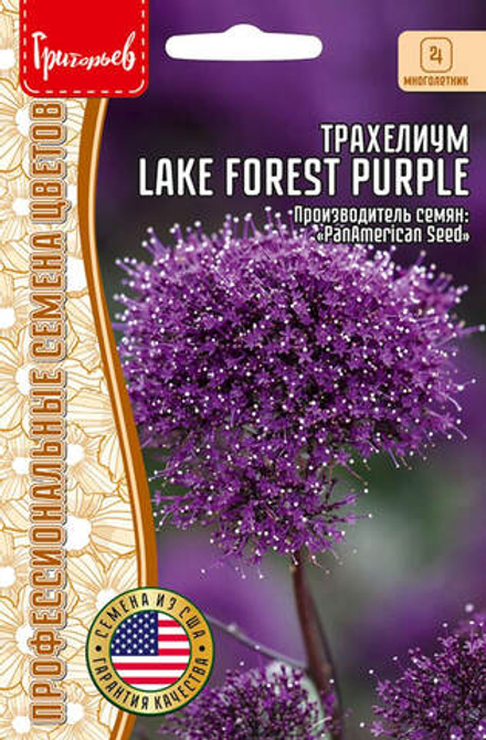 Трахелиум Lake Forest Purple 3др Григорьев
