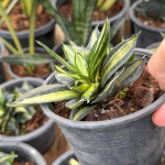 Сансевиерия HAHNII STREAKER