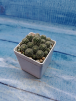 Rebutia Pulvinosa (Ребуция)