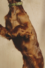 Ошейник "Пони-Макарони" Зеленый (бежевый канат)