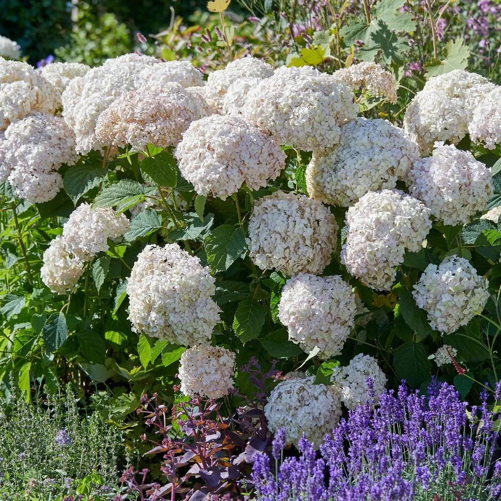 Гортензия древовидная "КЭНДИБЕЛЛ МАРШМЕЛЛОУ"