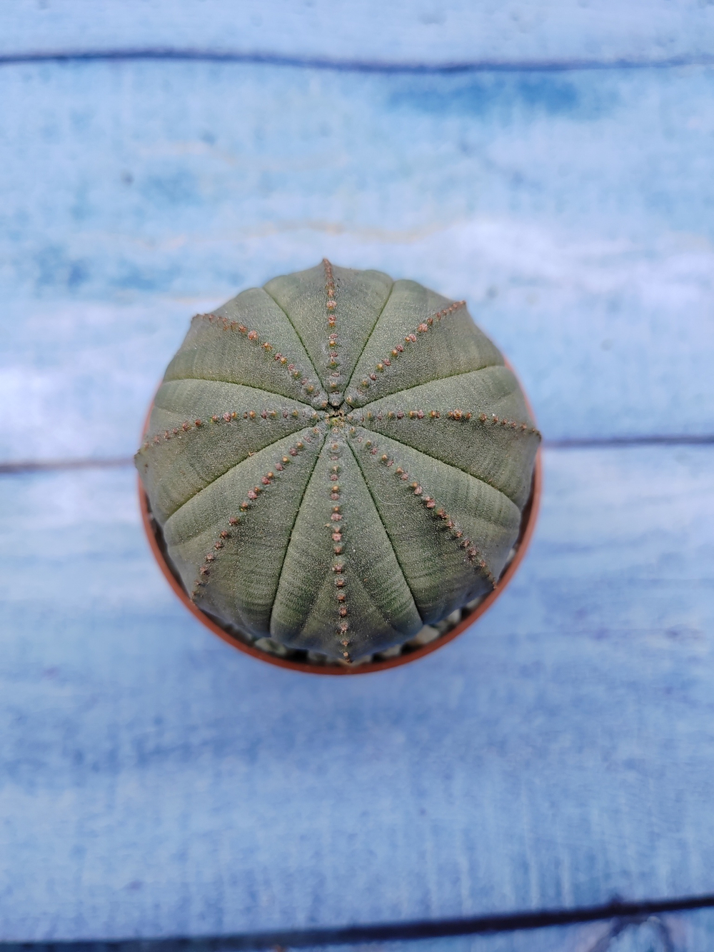 Euphorbia Obesa (Эуфорбия)