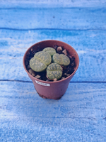 Lithops sp. (Литопсы)