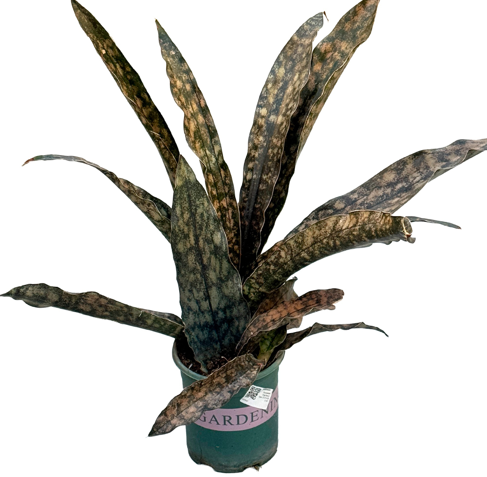 Сансевиерия Стар Каньон Гран