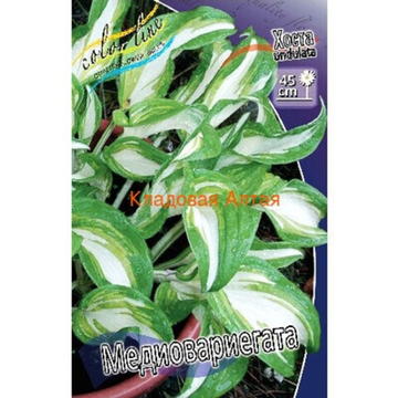 Хоста Медиовариегата