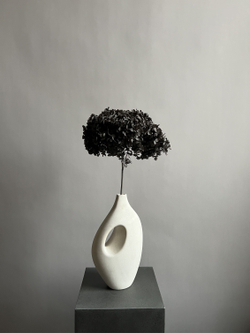 Гортензия стабилизированная черная