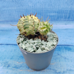 Euphorbia meloformis f. Variegated (Эуфорбия вариегатная)