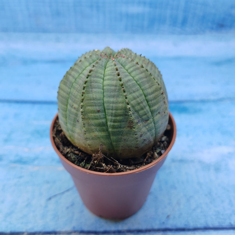 Euphorbia Obesa (Эуфорбия)