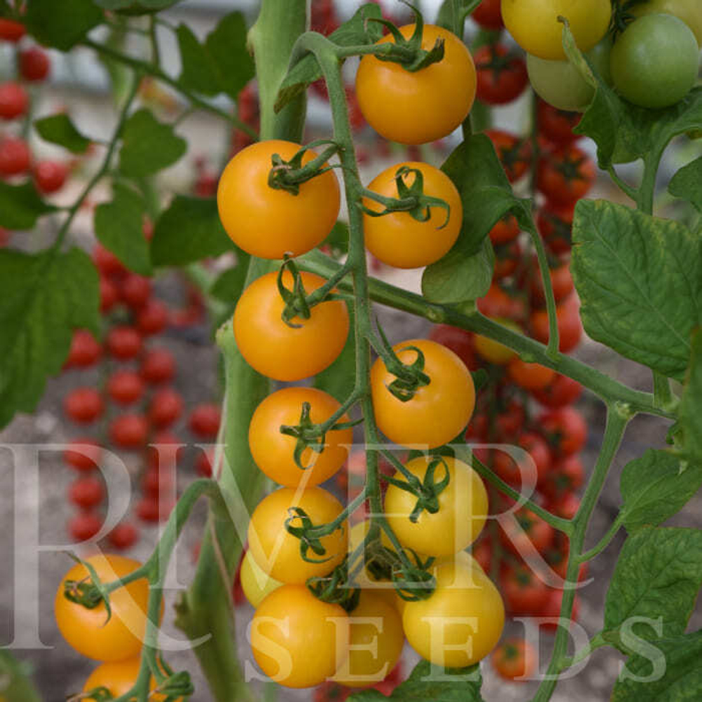 Томат Аксамит F1 5шт ВитаГрин ЭКСТРА