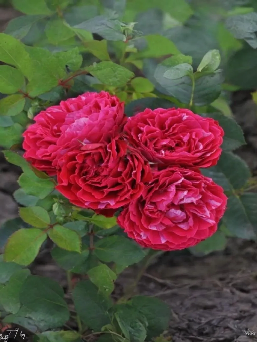 Роза флорибунда Константина Фреска