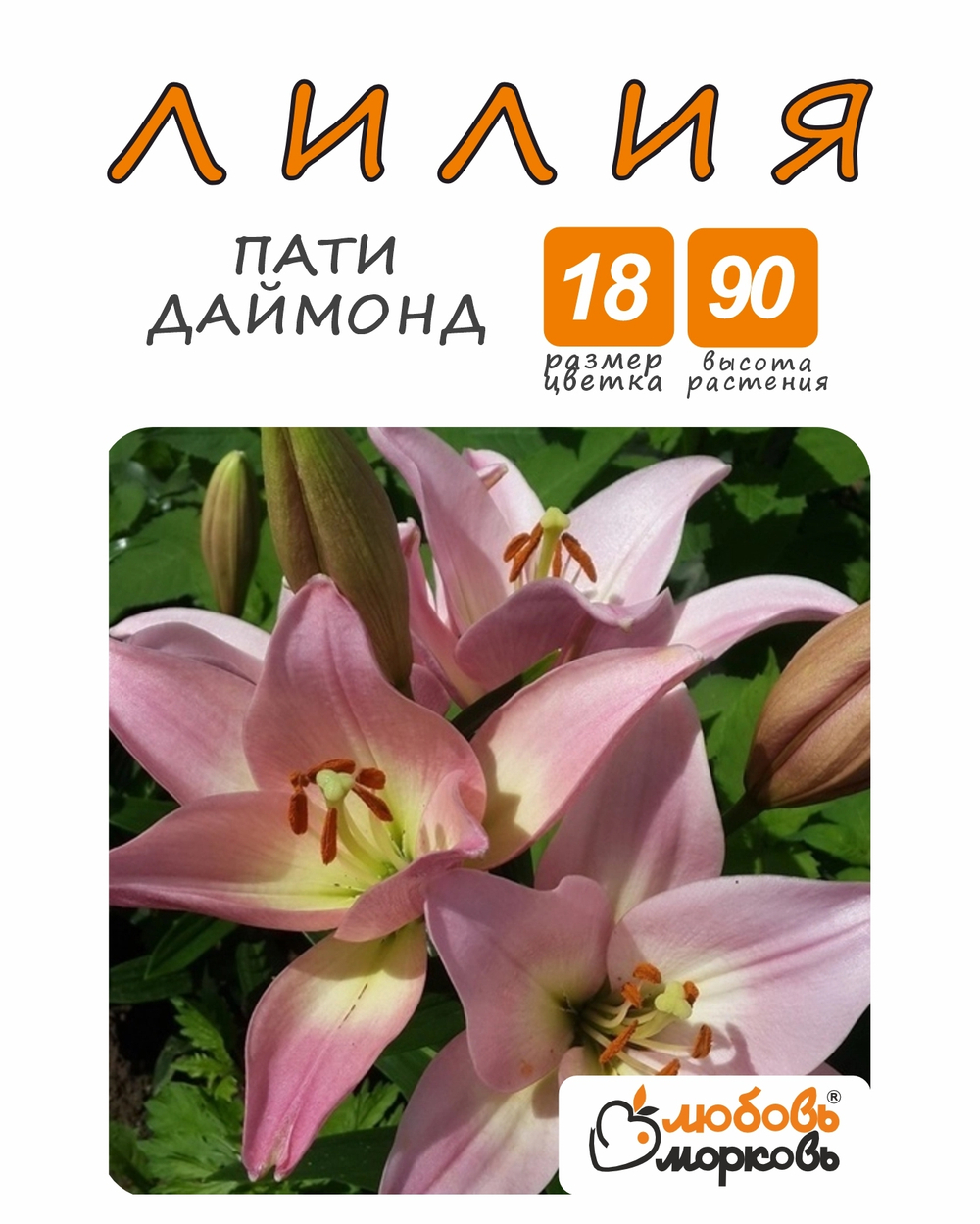 Лилия Луковица, Пати даймонд, разбор 18/20, 1шт