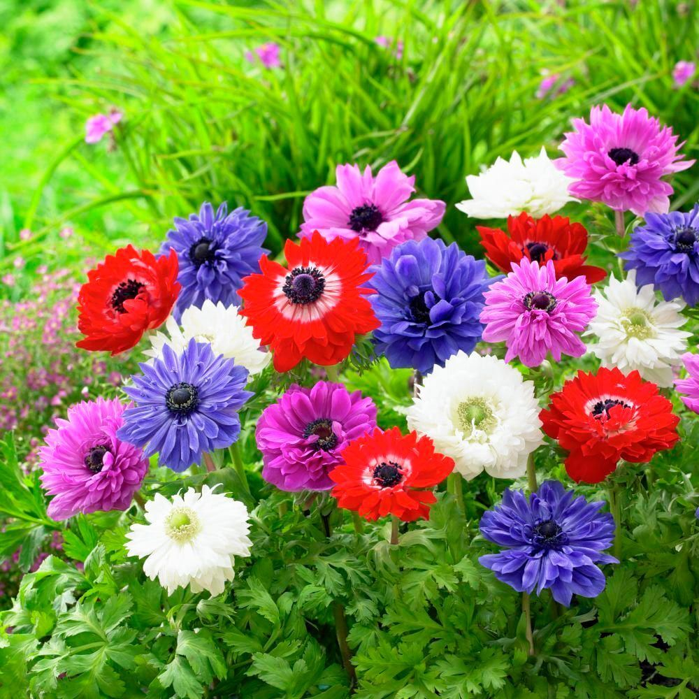 Anemone coronaria "St. Brigid" MIX 6/7