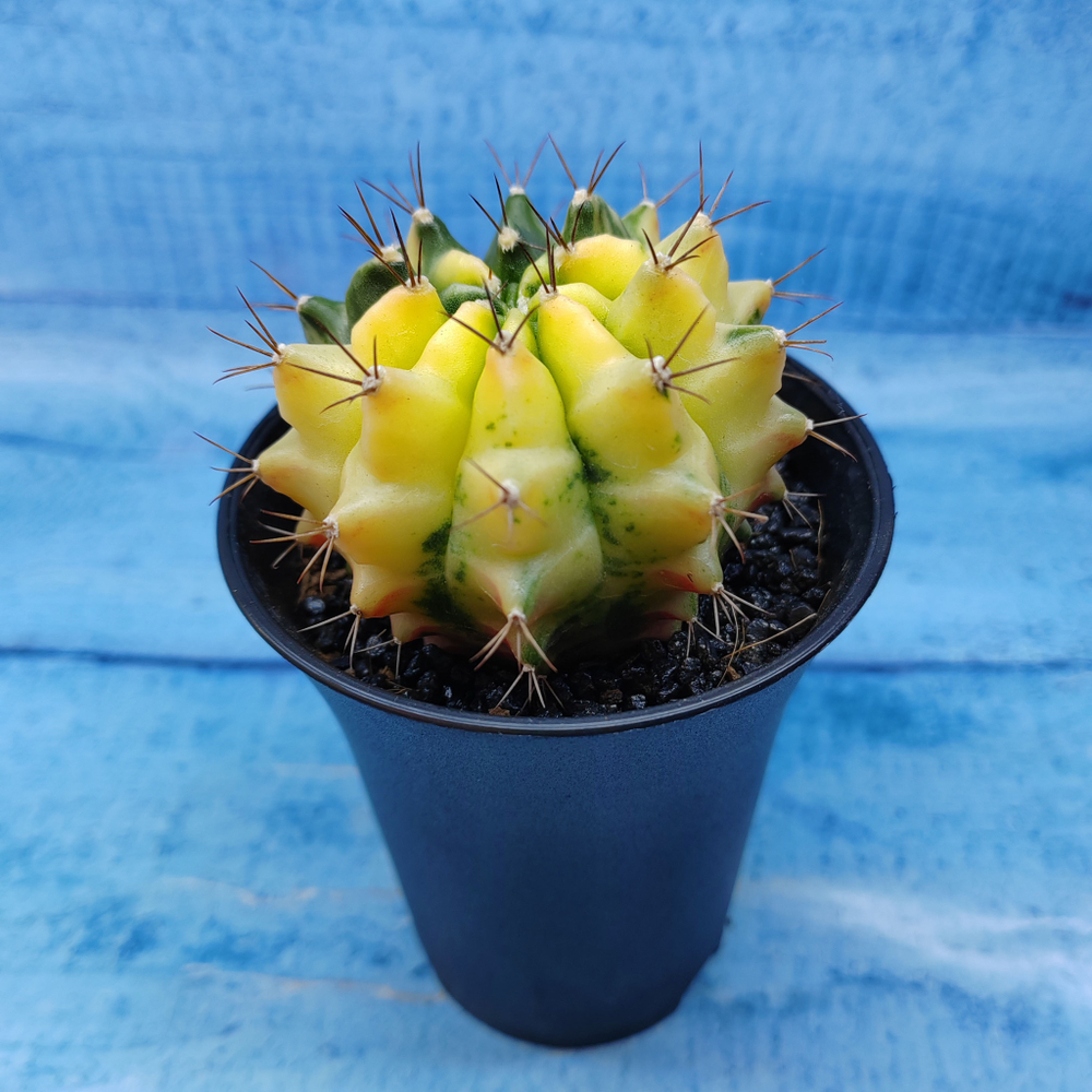 Gymnocalycium Variegata (Гимнокалициум Вариегатный)
