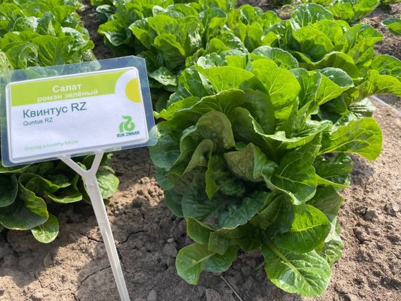 КВИНТУС семена салата Rijk Zwaan цена