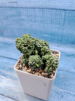 Euphorbia Green Elf cristata (Эуфорбия)