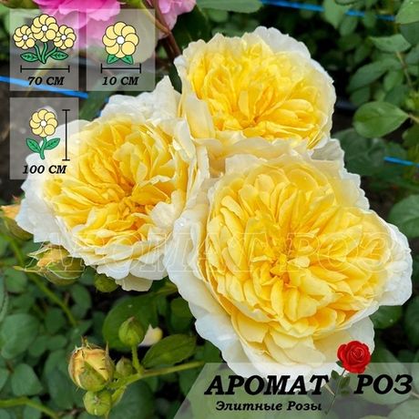 Ликухоталу (Likuhotalu)