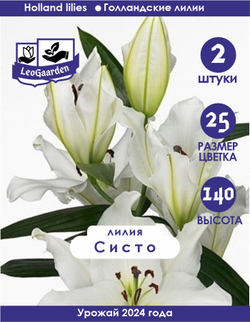 Лилия Луковица, Систо, разбор 18/20, 2 шт
