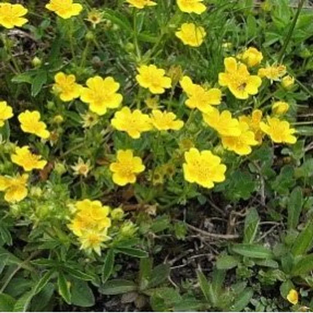 Лапчатка прямостоячая называется также «калган»