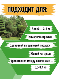 Туя западная Смарагд