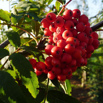 Рябина ЭДУЛИС