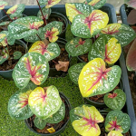 Каладиум GESORN PHUMARIN