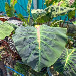 Колоказия SNAKE EYE