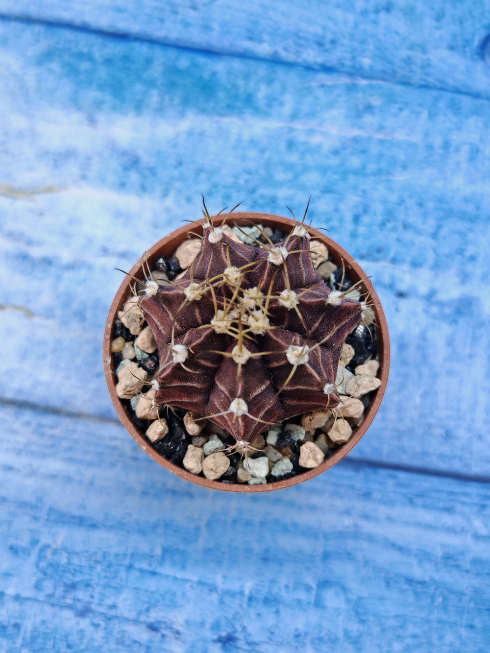 Gymnocalycium Friedrichii (Гимнокалициум)