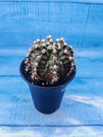 Gymnocalycium T-Rex Pink hybride (Гимнокалициум T-rex)