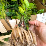 Замиокулькас DWARF