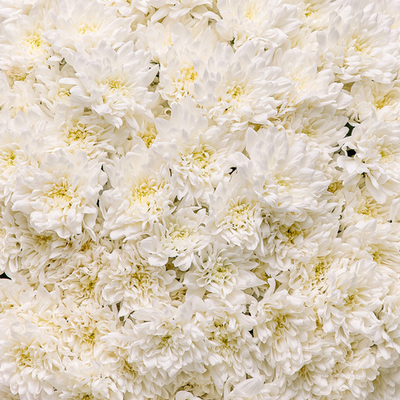 Букет из 25 веток хризантем