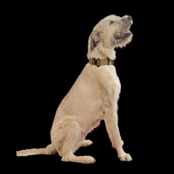 Ошейник биотановый K9 INDUSTRIES