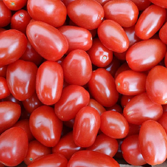 Джорней F1 семена томата индетерминантного (De Ruiter Seeds / Де Ройтер Сидс)