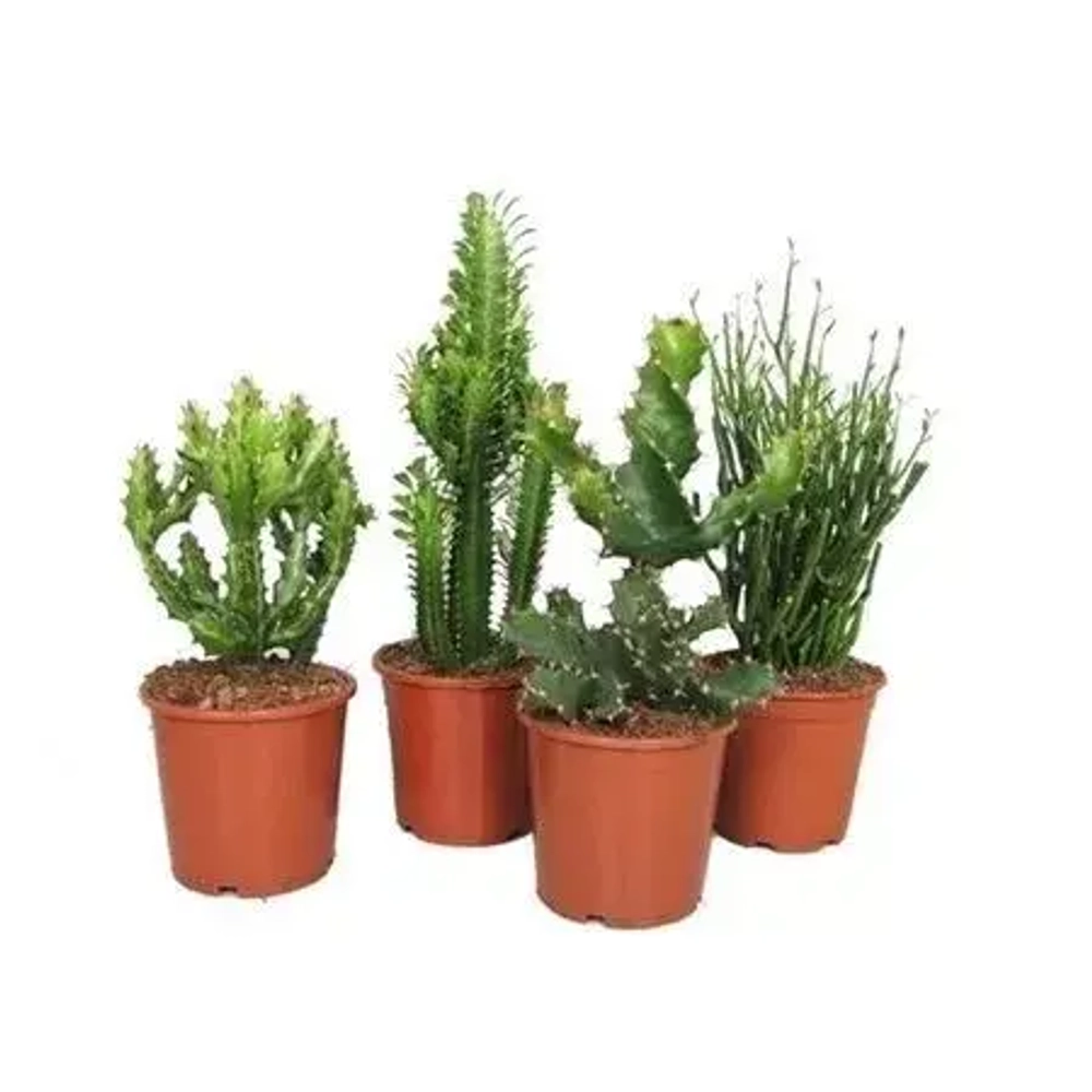 Эуфорбия микс