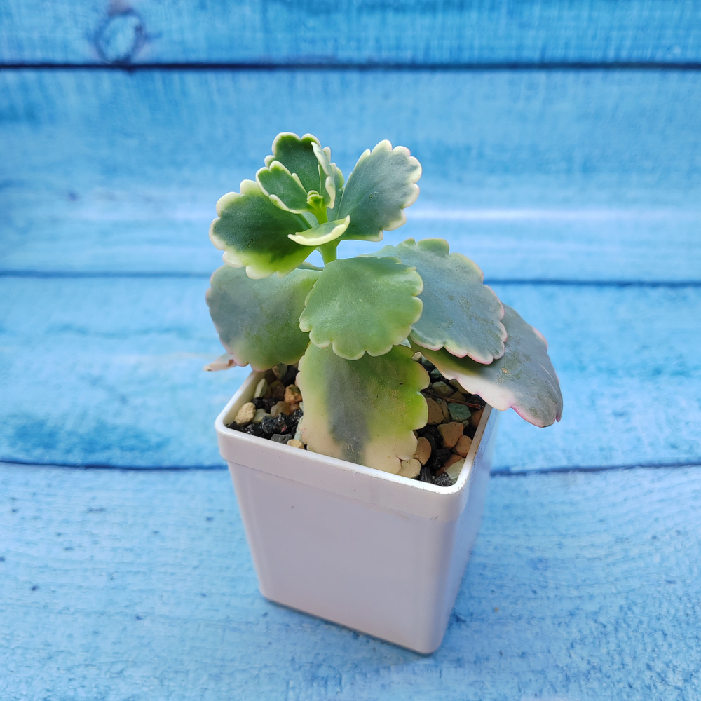 Graptopetalum Superbum (Граптопеталлум)