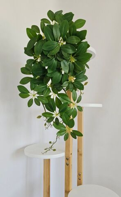 Шеффлера 1+1 / Арт 4237