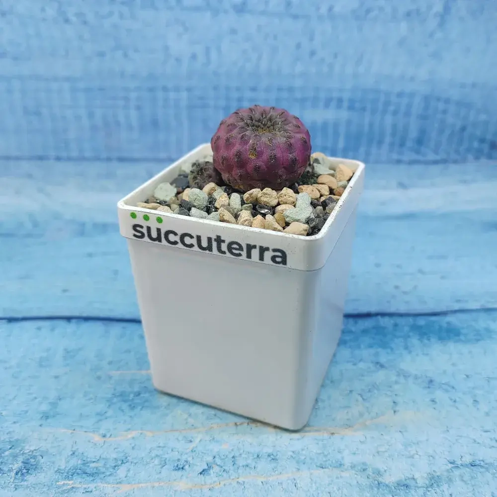 Sulcorebutia rauschii (Сулькоребуция)