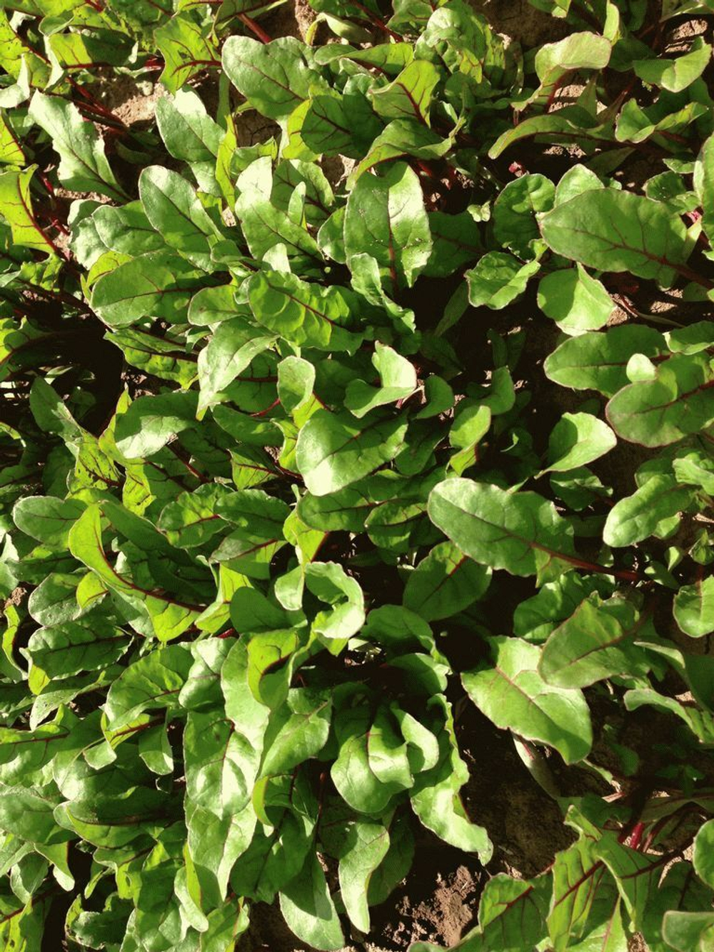 Чарли F1 семена мангольда (Rijk Zwaan / Райк Цваан)