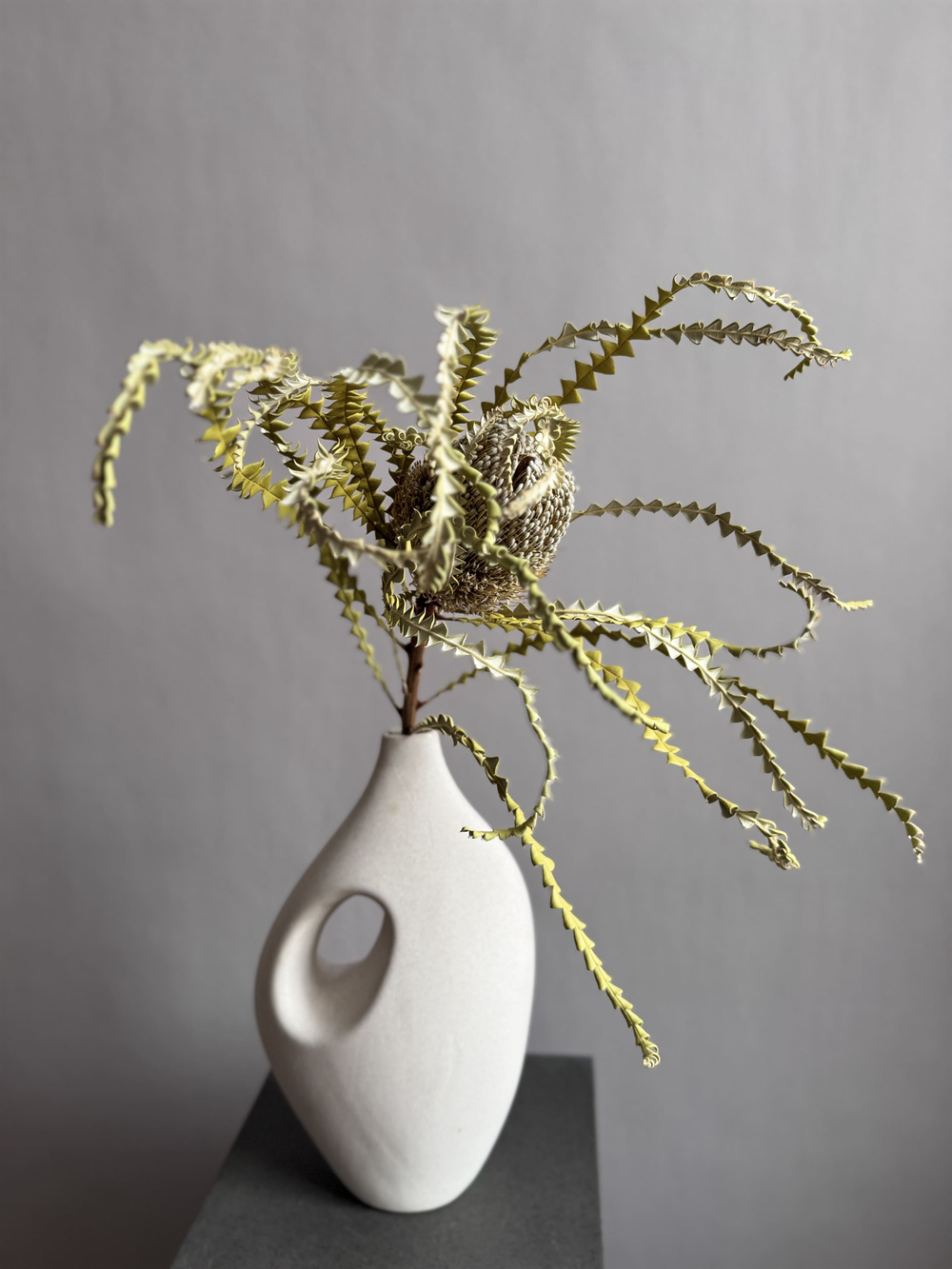 Банксия Специоза натуральная