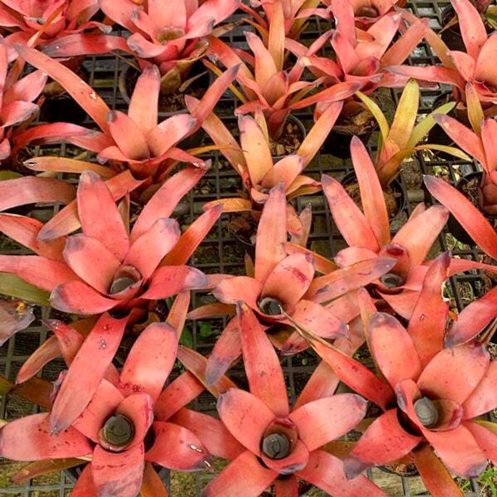 Неорегелия MR ODEAN