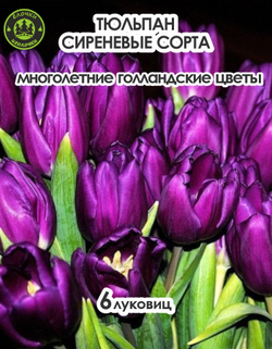 Тюльпан Луковица, Микс сиреневых сортов, 6 шт