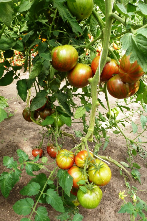 Помидоры - Pink Berkeley Tie-Dye - В стиле Тай-Дай