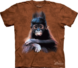 Baby Orangutan